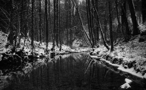Dark-Winter-Forest-Wallpaper-1